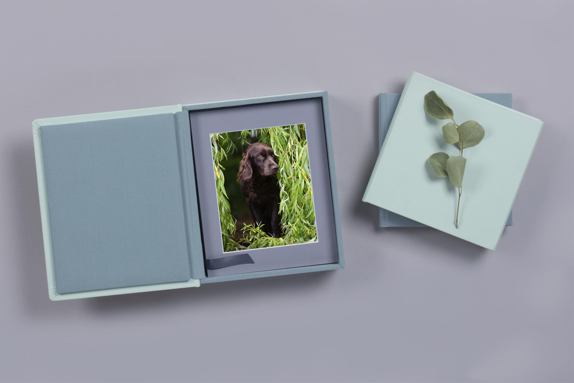 Hundefotografie-bayern-fotobox-hund