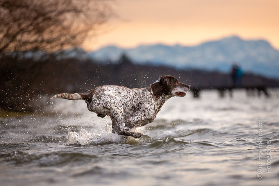 Hundefotografie Bayern Hoensbroech Deutsch Kurzhaar
