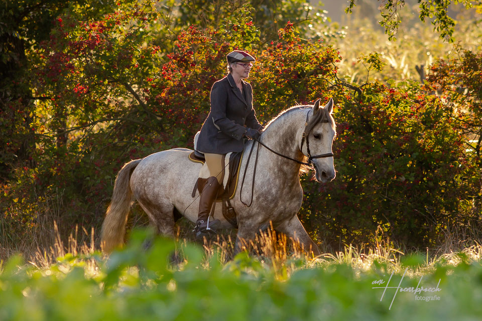 Pferdefotografie Bayern Reitsport Foto Andalusier