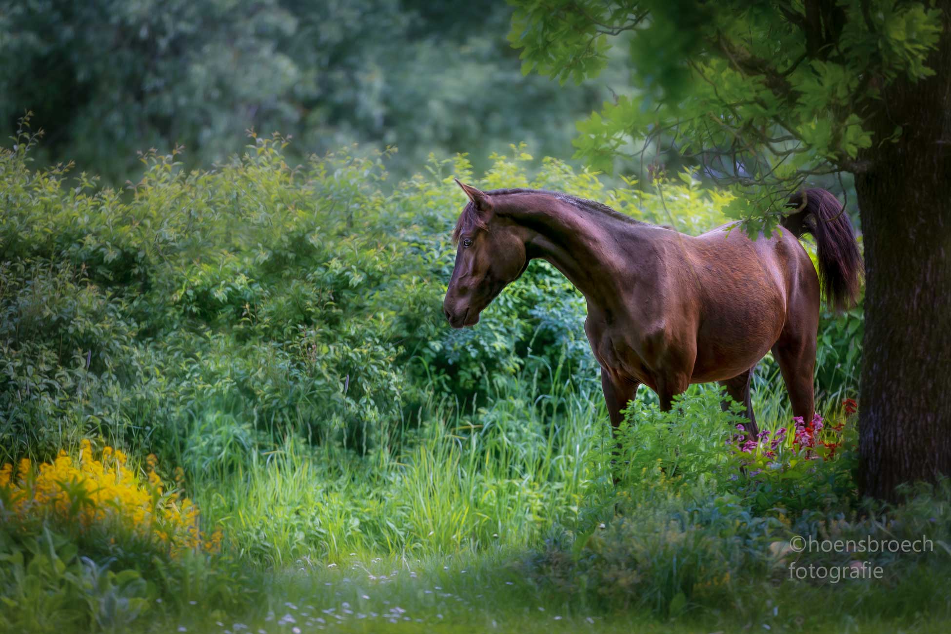 pferdefotografie bayern morgan horse jungpferd hengst