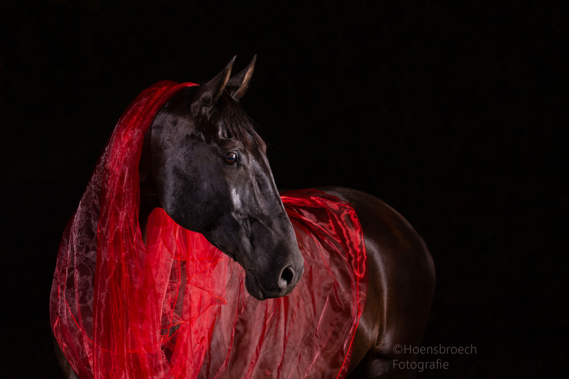 pferdefotografie Bayern Hoensbroech Ungarisches Warmblut im Fotostudio