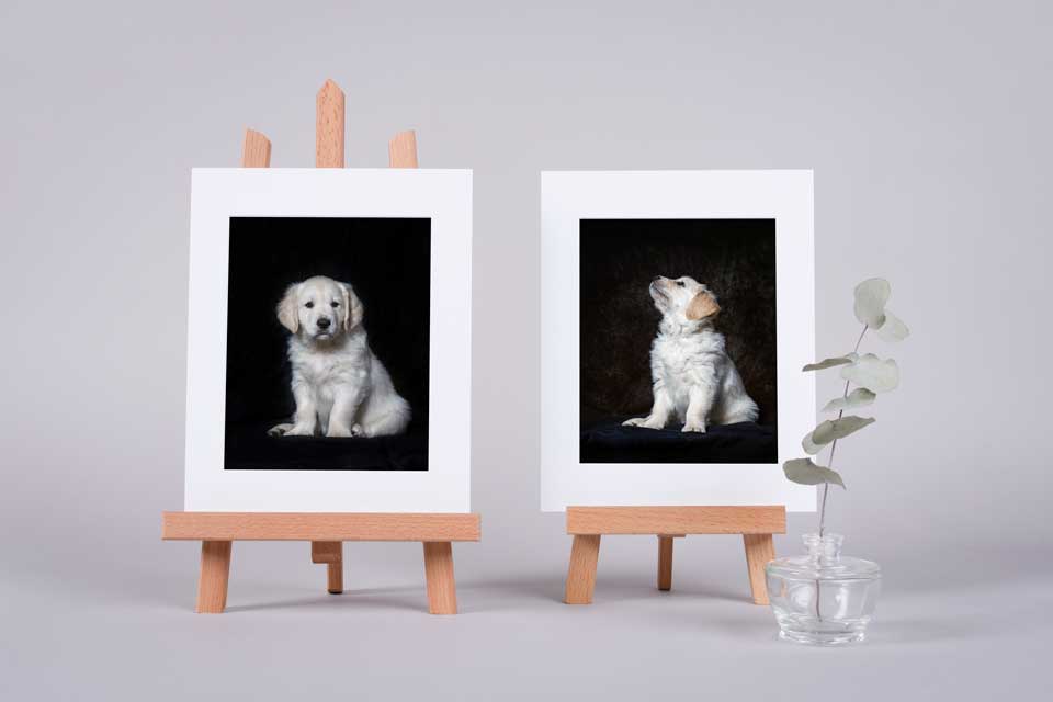 hundefotografie-bayern-welpen-passepartout