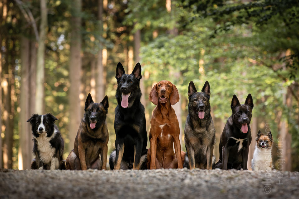 Hundefotograf und Pferdefotograf in Bayern ein Rudel Hunde