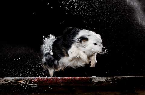Foto Hund springt im Fotostudio über ein Hinderniss und wird mit Puder beworfen