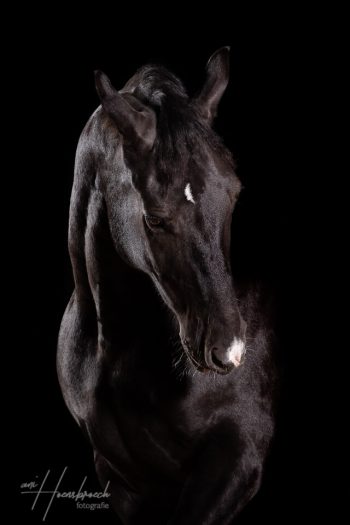 Pferdefotografie Bayern Fotostudio Noriker